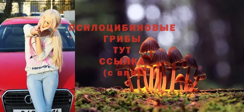 наркота  Жуков  Псилоцибиновые грибы MAGIC MUSHROOMS 